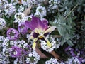 Pansy or Viola tricolor or Stepmother or Flammola flower.