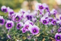 Pansy or Viola tricolor, Violet Flower.