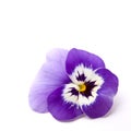 Pansy (Viola x wittrockiana)