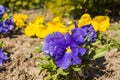 Pansy (Viola Ãâwittrockiana Gams, garden pansy, Viola tricolor var. Hortensis) Royalty Free Stock Photo