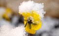 Pansy, violae flowers covered with snow Royalty Free Stock Photo