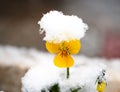 Pansy, violae flowers covered with snow