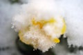 Pansy, violae flowers covered with snow