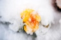 Pansy, violae flowers covered with snow Royalty Free Stock Photo