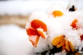 Pansy, violae flowers covered with snow