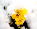 Pansy, violae flowers covered with snow Royalty Free Stock Photo