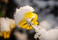 Pansy, violae flowers covered with snow