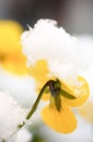 Pansy, violae flowers covered with snow Royalty Free Stock Photo