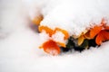 Pansy, violae flowers covered with snow