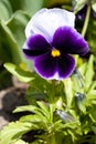 Pansy violet