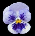 Pansy violet flower on black isolated background with clipping path. Closeup no shadows. Royalty Free Stock Photo