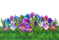 Pansy violet flowers and green grass watercolor landscape illustration floral wallpaper