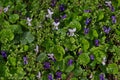 Pansy Violet, Heartsease or Viola odorata blooming in the garden