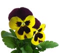 Pansy violet springtime Viola x wittrockiana