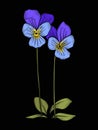 Pansy, violets flower for embroidery in botanical illustration s