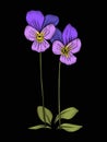 Pansy, violets flower for embroidery in botanical illustration s