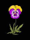 Pansy, violets flower for embroidery in botanical illustration s