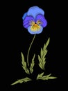 Pansy, violets flower for embroidery in botanical illustration s