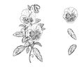 Hand drawn sketch black and white set of pansy, violets flower. Vector illustration. Elements in graphic style label