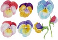 pansy Watercolor flowers set on a white background. Purple spring flowers Royalty Free Stock Photo