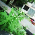 Tiny green plant with white flowers