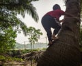 A boy in a red shirt is climbing a coconut tree.