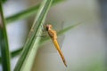 Pantala flavescens dragonfly is sleeping on the leaf Royalty Free Stock Photo