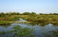 Pantanal, Brazilie Royalty Free Stock Photo