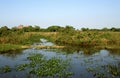 Pantanal, Brazilie