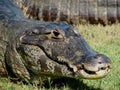 Pantanal Caiman Royalty Free Stock Photo