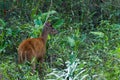 Pantanal deer, free in the Brazilian wetland biome