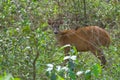 Pantanal deer, free in the Brazilian wetland biome
