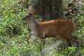 Pantanal deer, free in the Brazilian wetland biome