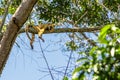 Pantanal howler monkey adult female lying on tree branch in the forest Royalty Free Stock Photo