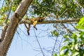 Pantanal howler monkey adult female lying on tree branch in the forest Royalty Free Stock Photo