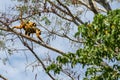 Pantanal howler monkey adult female walking on tree branch in the forest Royalty Free Stock Photo