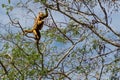 Pantanal howler monkey adult female jumping on tree branches in the forest Royalty Free Stock Photo