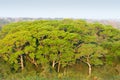 Pantanal wetland, Brazil