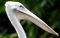 Panted Stork in Kuala Lumpur Bird Park Royalty Free Stock Photo