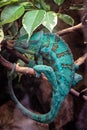 Panter Chameleon on a branch, furcifer pardalis