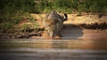 Panter drinking water from the river in the grasslands of Pantanal, Brasil