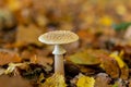 Panther amanita among the leaves in the forest in the fall, amanita pantherina