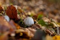 Panther amanita among the leaves in the forest in the fall, amanita pantherina