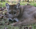 Panther animal Stock Photos. Panther animal head close-up profile view. Portrait. Picture. Image.