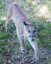 Panther animal Stock Photos. Panther animal close-up profile view. Portrait. Picture. Image.