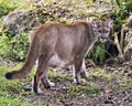 Panther Animal Photo. Picture. Image. Portrait. Close-up profile view. Foliage background