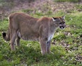 Panther Animal Photo. Picture. Image. Portrait. Close-up profile view. Foliage background