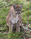 Panther Animal Photo. Picture. Image. Portrait. Close-up profile view. Foliage background