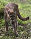 Panther animal Stock Photos. Panther animal profile view