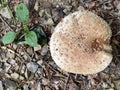 Panther cap Amanita pantherina, False blusher, Panther amanita, Pantherpilz, Pantherwulstling, KrÃÂ¶tenstuhl or Paddenstuhl